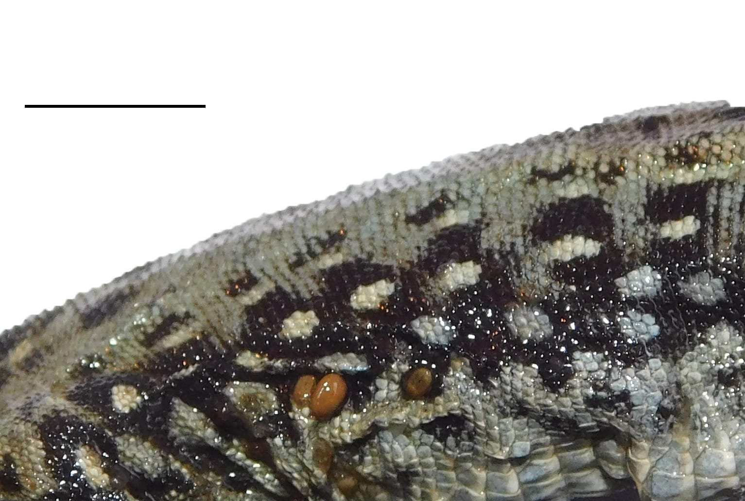 Ученые ДГУ обнаружили переносчик лихорадки на ящурках Кавказа